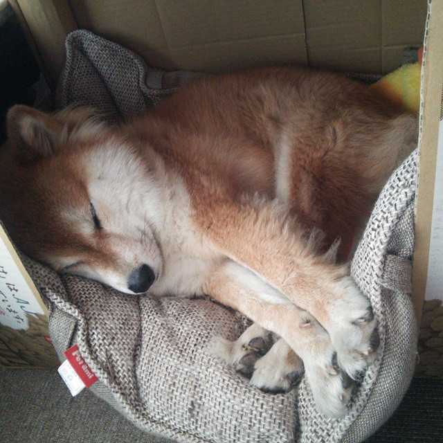 公牛球馆引入“智能人脸识别入场系统”,提升安保效率,公牛队进场