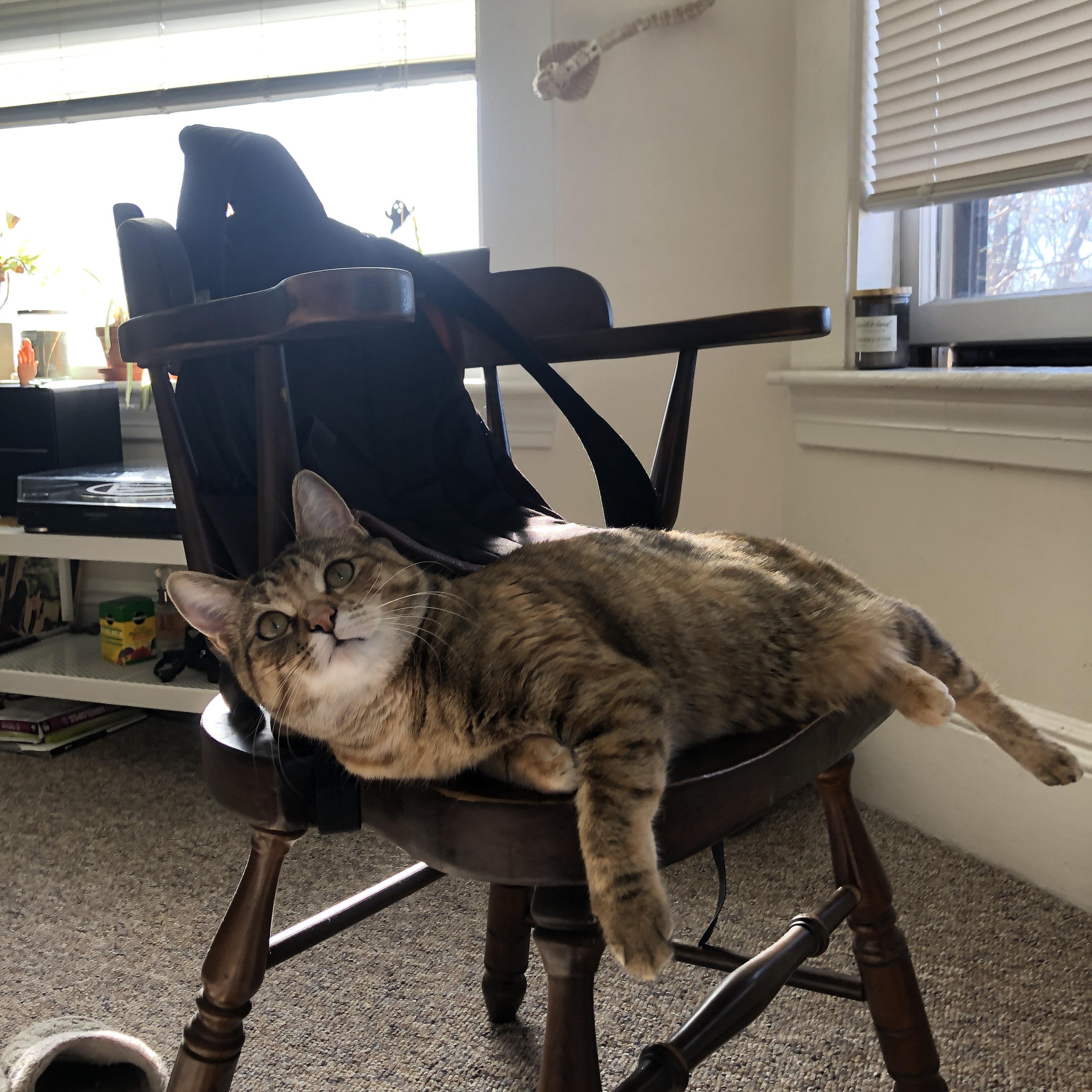 b体育平台-公牛签下非洲中锋潜力股，主打长远培养计划，公牛王朝时期的中锋