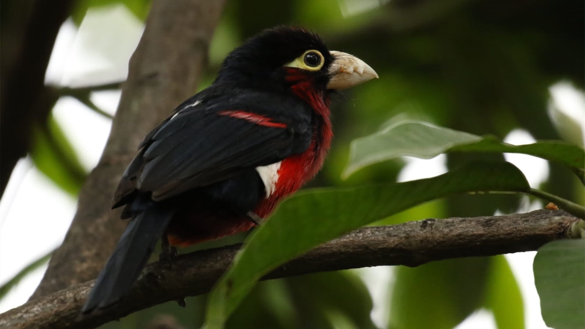 小组赛收官战:法国1-1憾平,出线未果,法国队小组赛