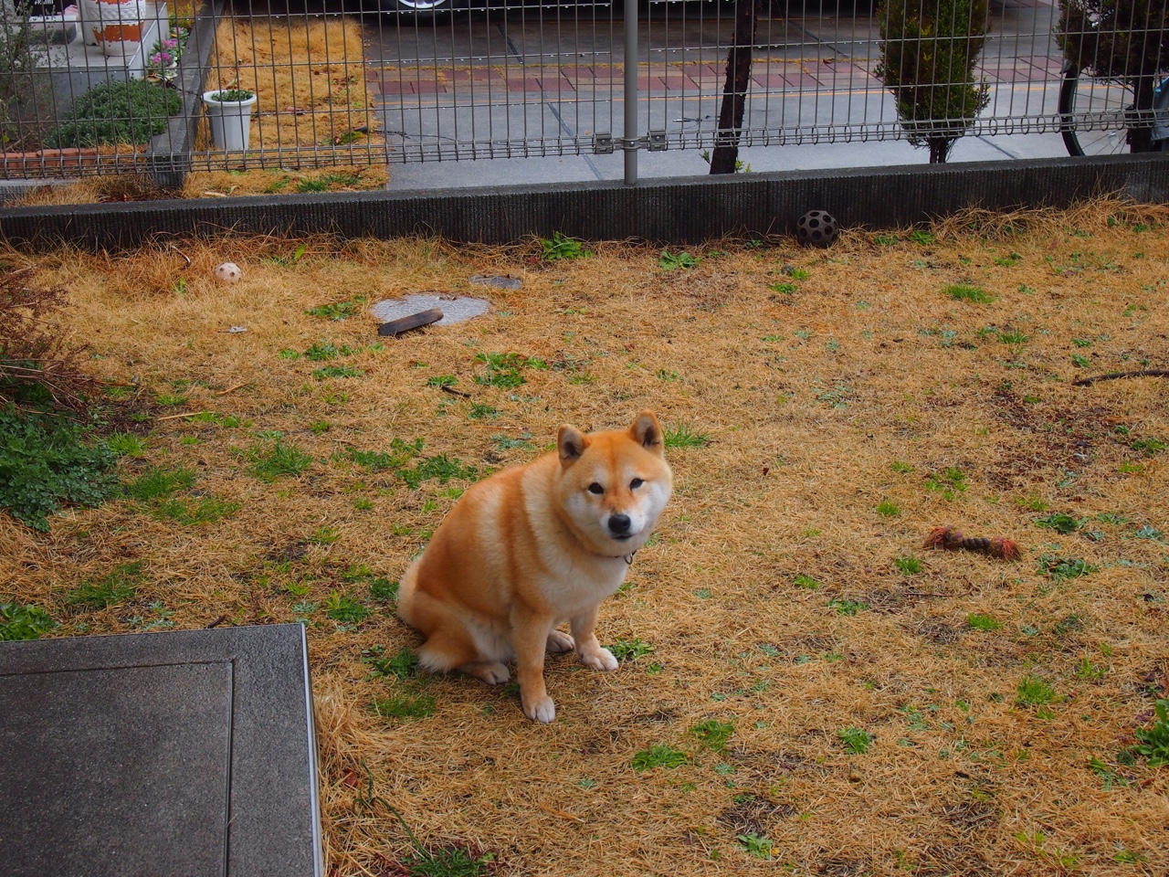 小镇传统扒竖赛,文化与力量的精彩对决