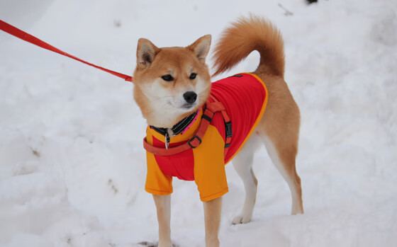b体育入口-边走边打：台球运动的休闲娱乐新体验，打台球走位教学视频