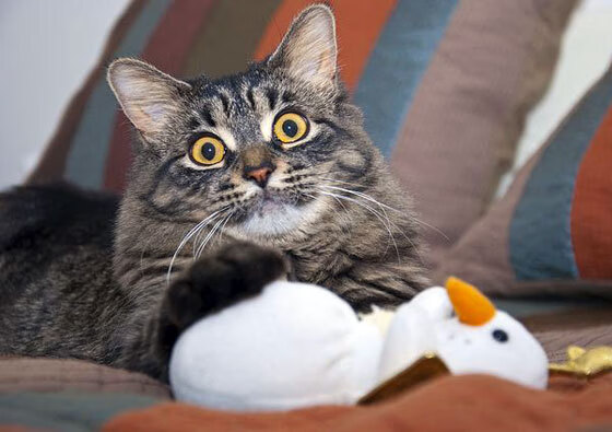 伊普斯维奇城新援融入迅速,提升球队实力,伊普斯维奇队徽