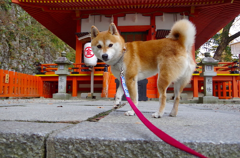 北马其顿队员实力强劲，实现势不可挡，北马其顿队大名单