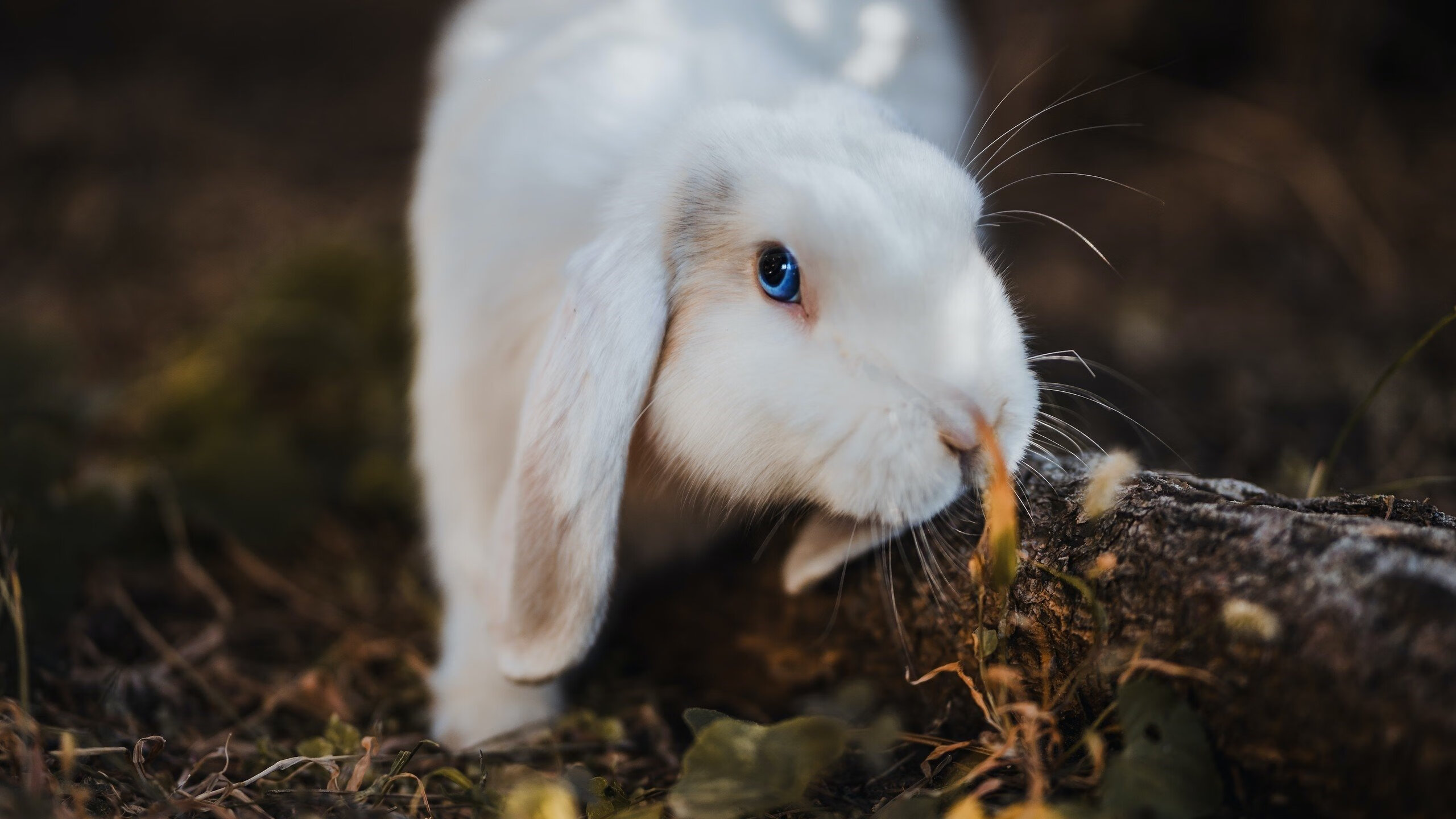 B体育(中国)官方网站-拜仁慕尼黑蓄势待发，欧洲之王之路曲折，拜仁慕尼黑永远第一