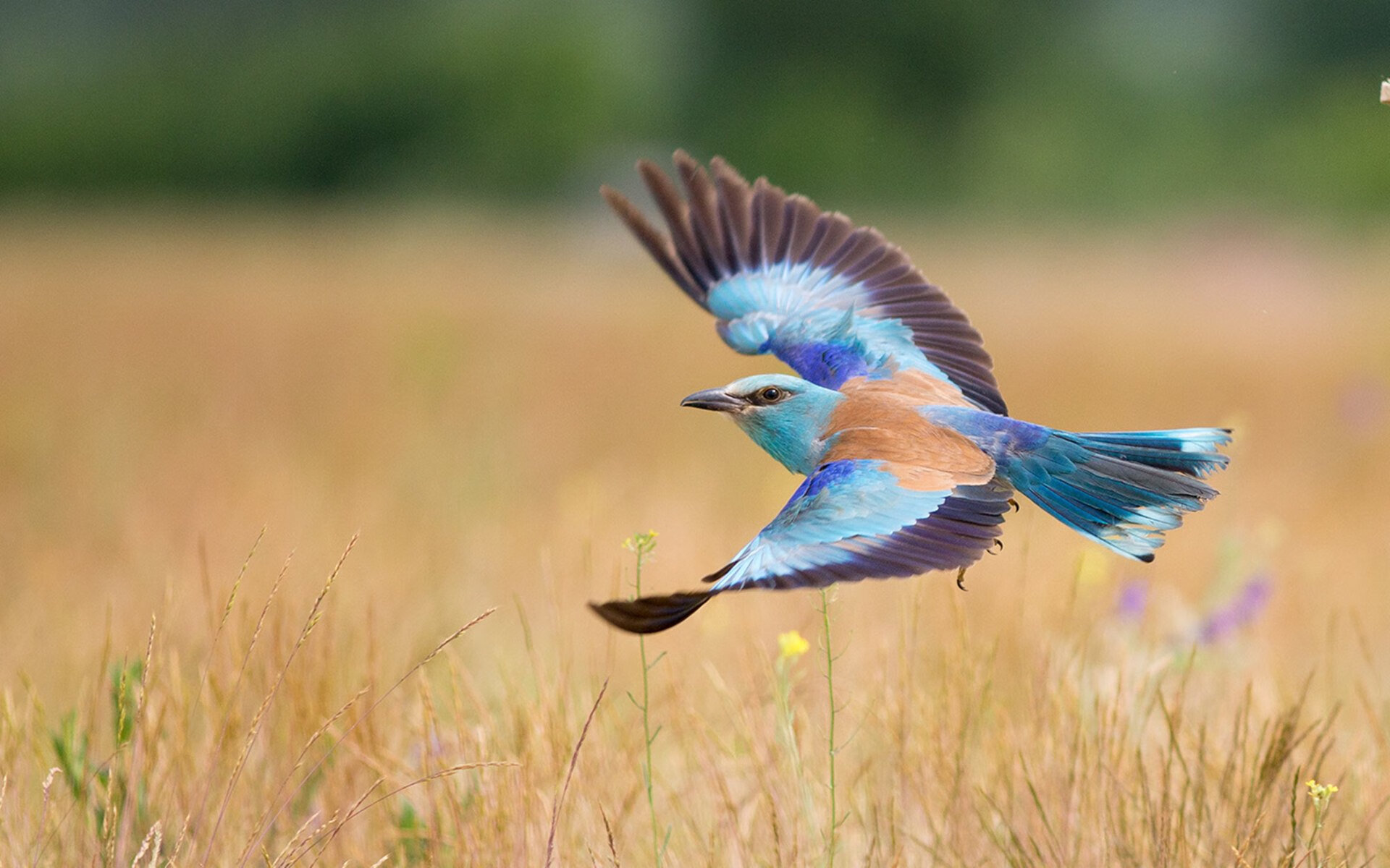 是否应鼓励球员创建专属城市品牌形象