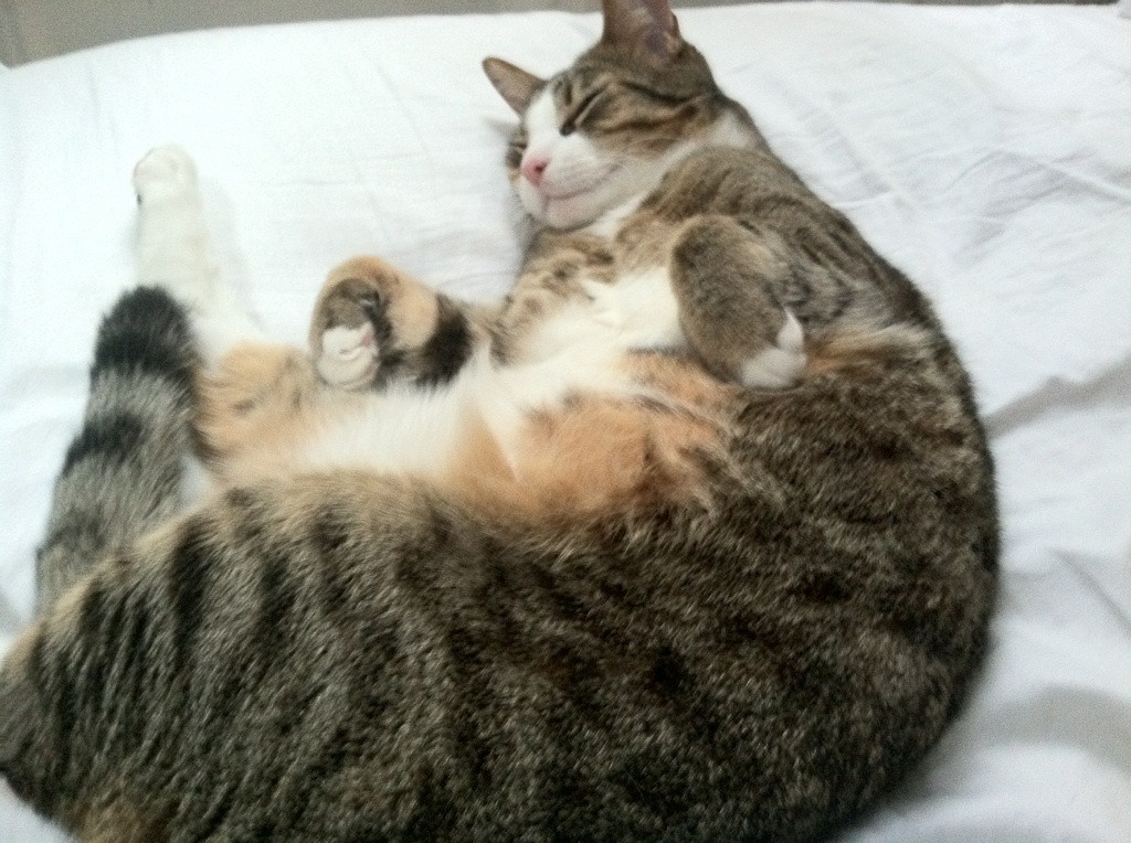 欧洲足球锦标赛附加赛结果揭晓，让球迷惋惜，欧洲联赛附加赛