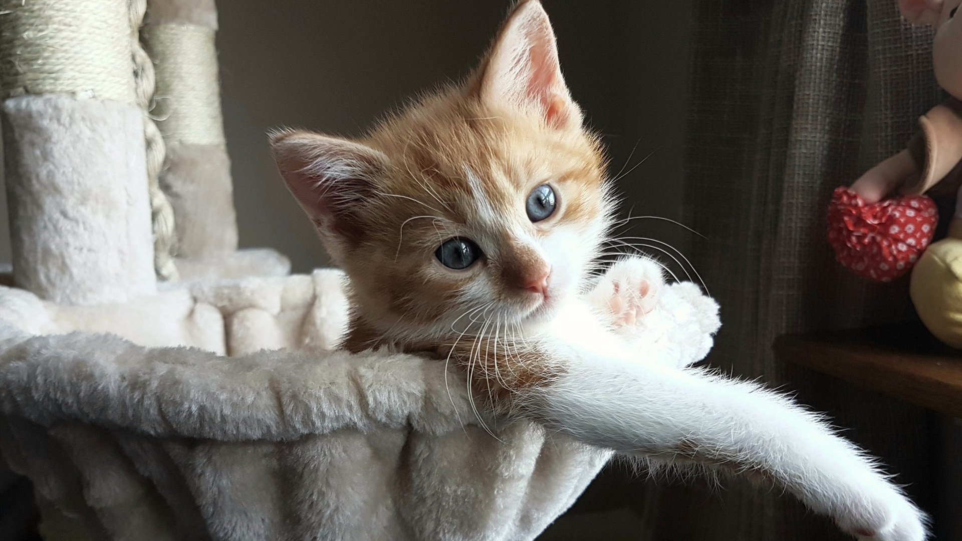 B 体育官网-贝林厄姆当选英超最佳年轻球员，表现抢眼，贝尔英超最佳球员