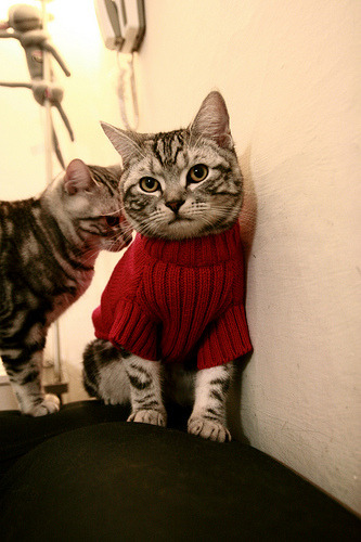 B体育下载-阿根廷主帅梅萨对阵巴西进行角逐，阿根廷最懂梅西的主帅