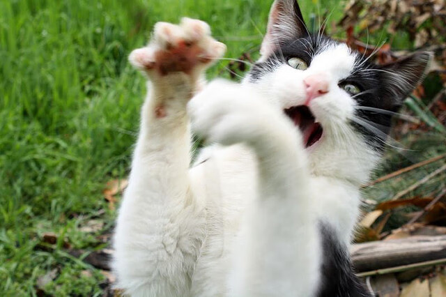 阿根廷主帅梅萨对阵巴西进行角逐，阿根廷最懂梅西的主帅