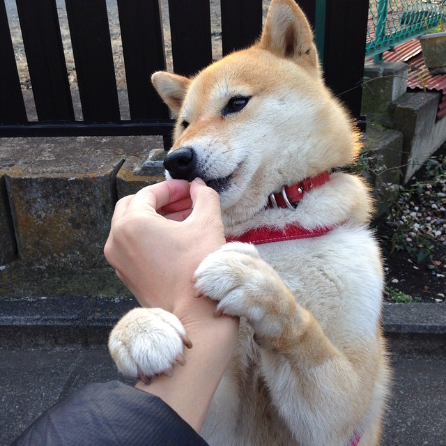 世界宽台式乒乓球锦标赛中国队再夺金，世界乒乓球台标准尺寸网