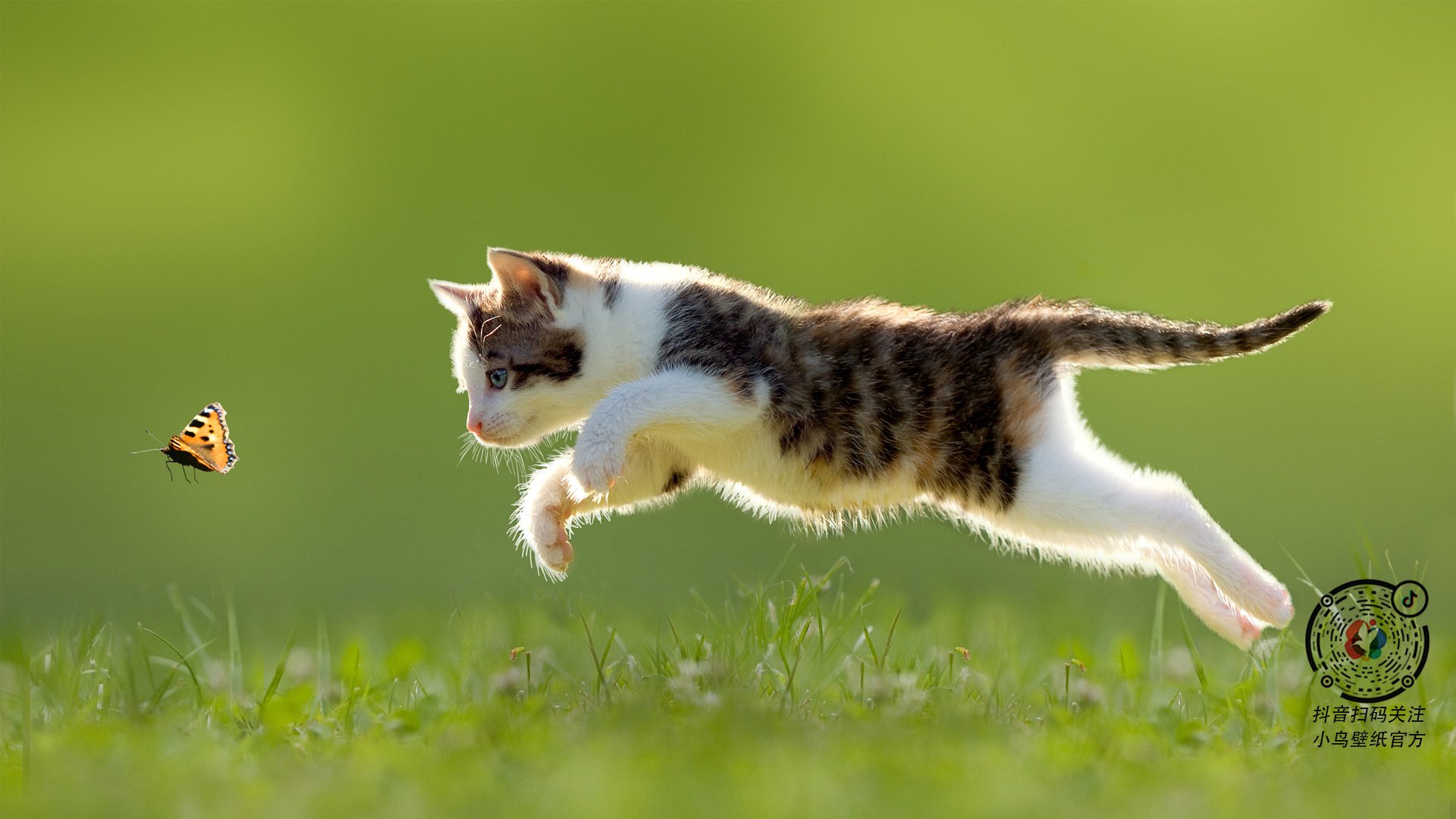 中国篮球教练员专业发展规划及培训体系创新模式,篮球教练就业方向前景分析