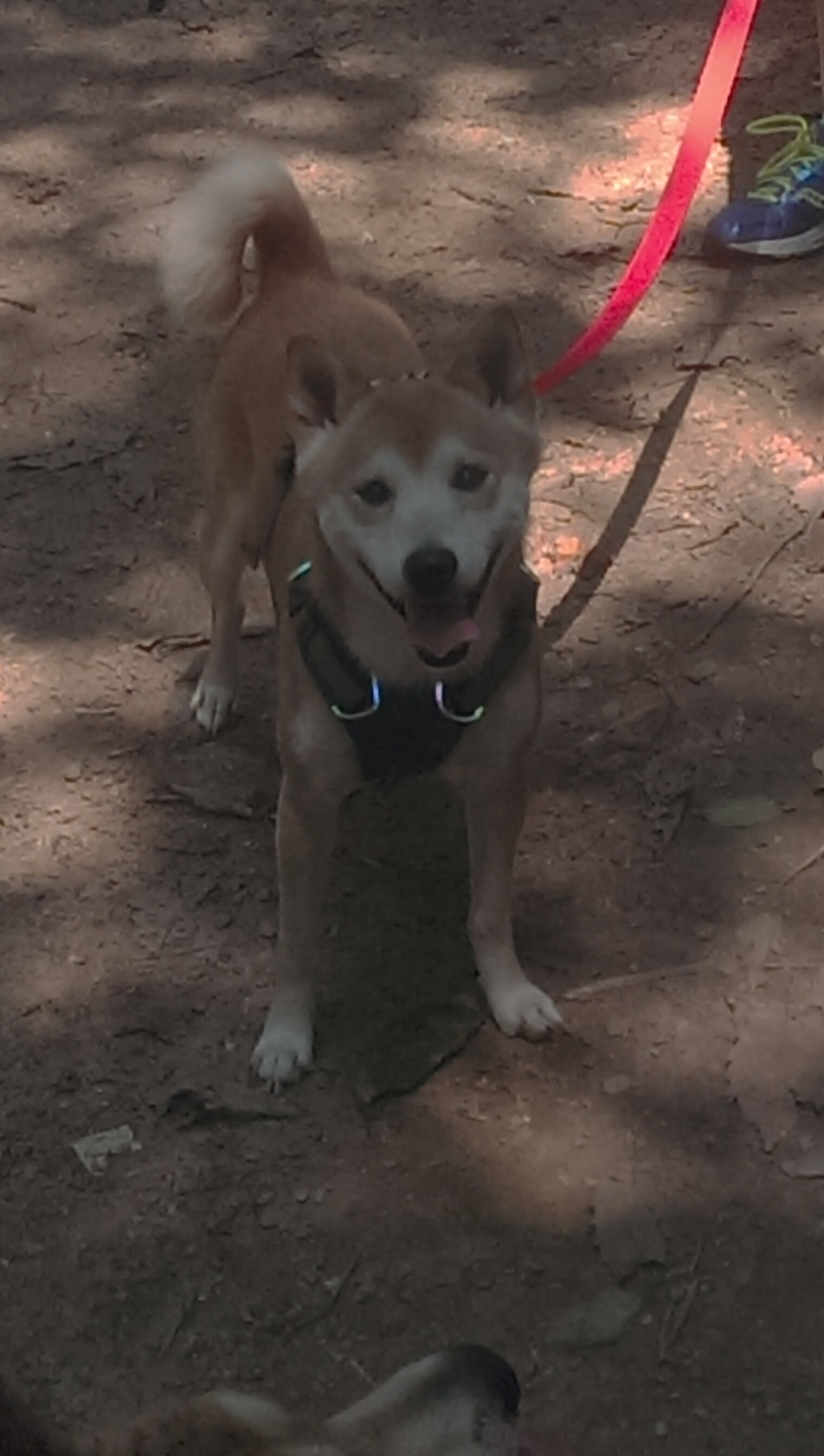 中国足球战术打法风格标签数据，足球比赛战术打法