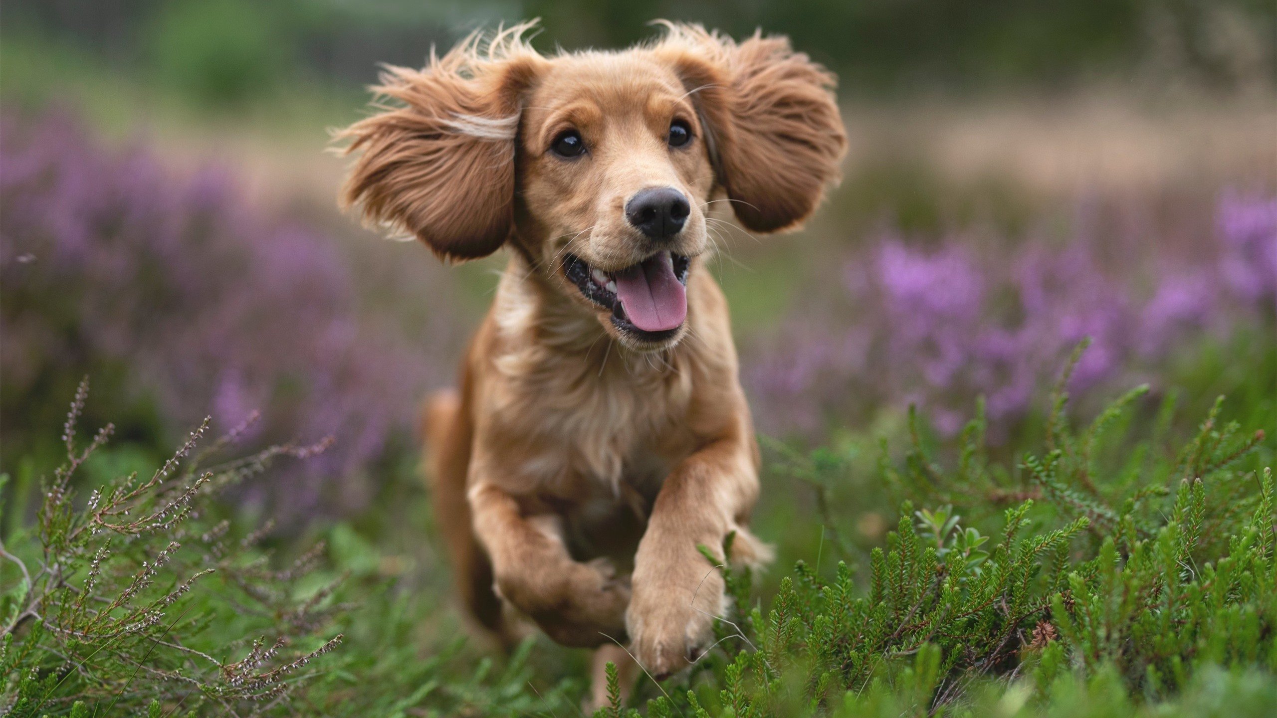 中小学体育教师数字技能培训体系构建研究,中小学体育教师数字技能培训体系构建研究论文