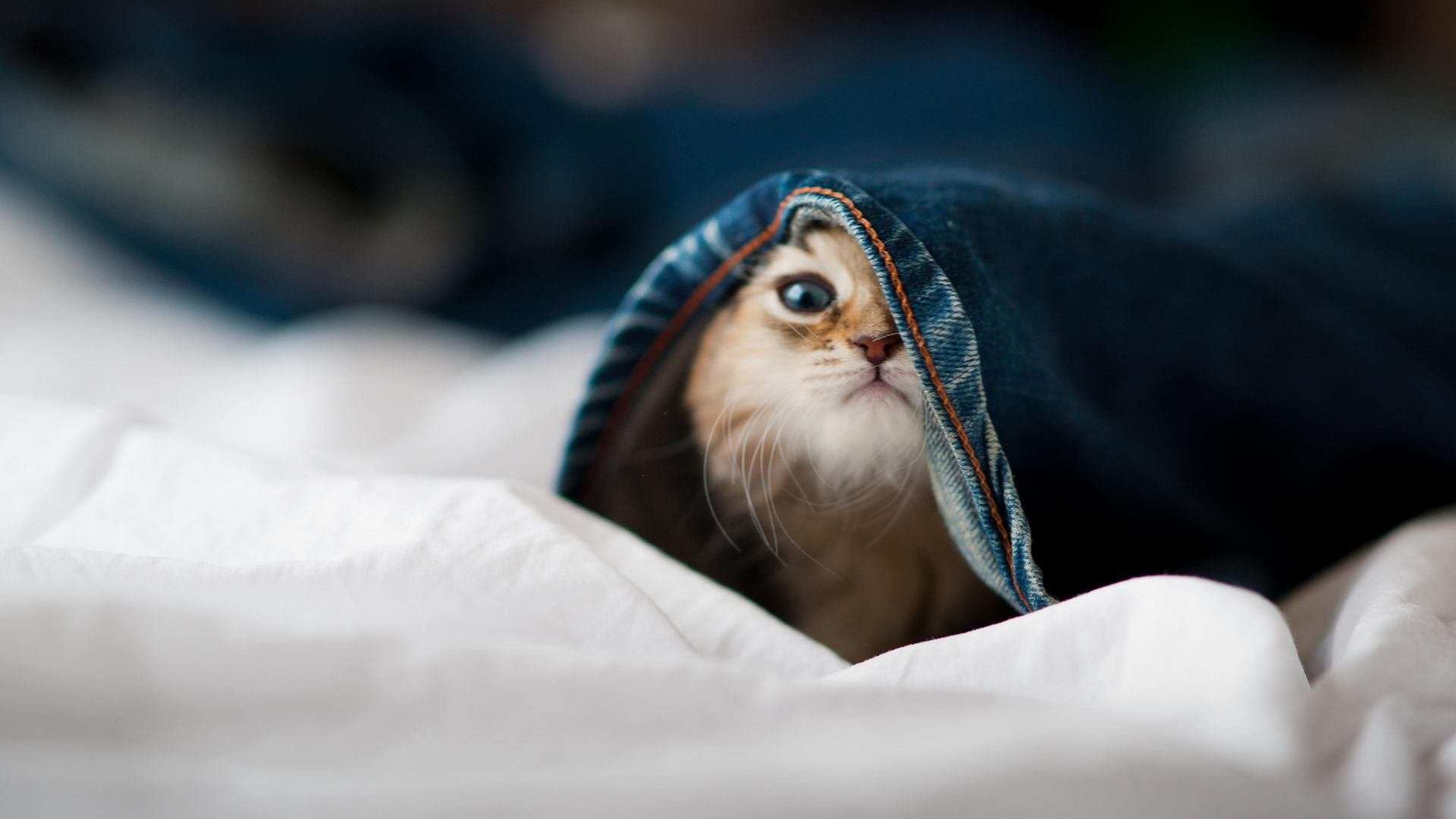 经典绝杀:那些比赛中令人难以忘怀的精彩瞬间,比赛精彩绝伦