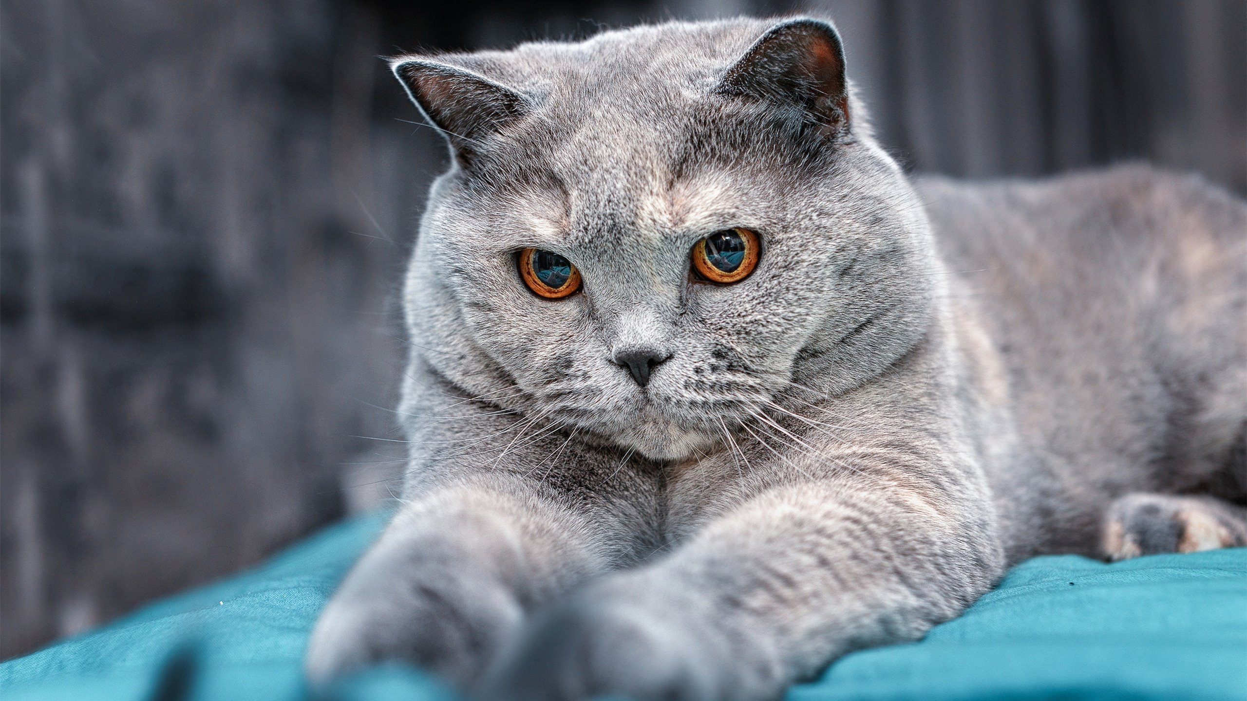 b体育平台-赛季终极对决：冠军悬念拉满的关键比赛，21赛季最佳终极对决