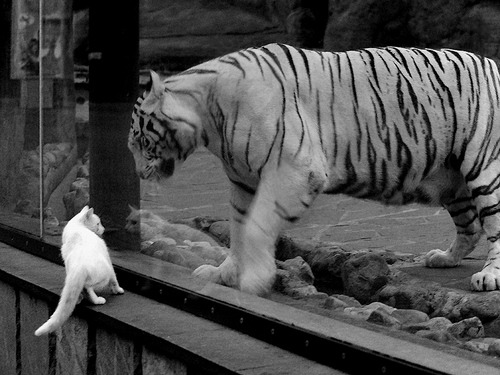 青少年运动干预对学业表现的影响研究,青少年的运动锻炼对身体发育的影响