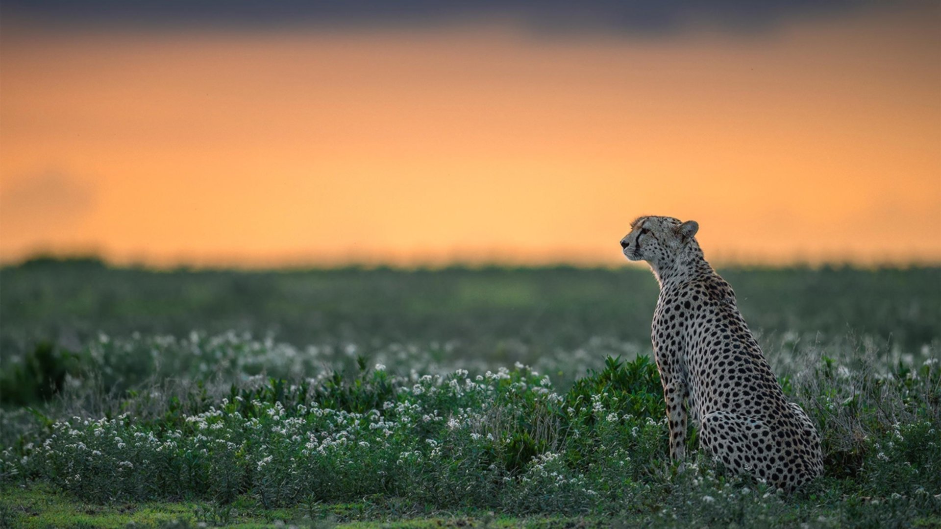 CBA多支球队加强青训投入 助力未来发展,cba青训都是在哪里选拔的