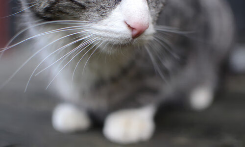 b体育官方网站-中国篮球冲奥之路背后隐藏多少辛酸与坚持，中国奥运篮球比赛