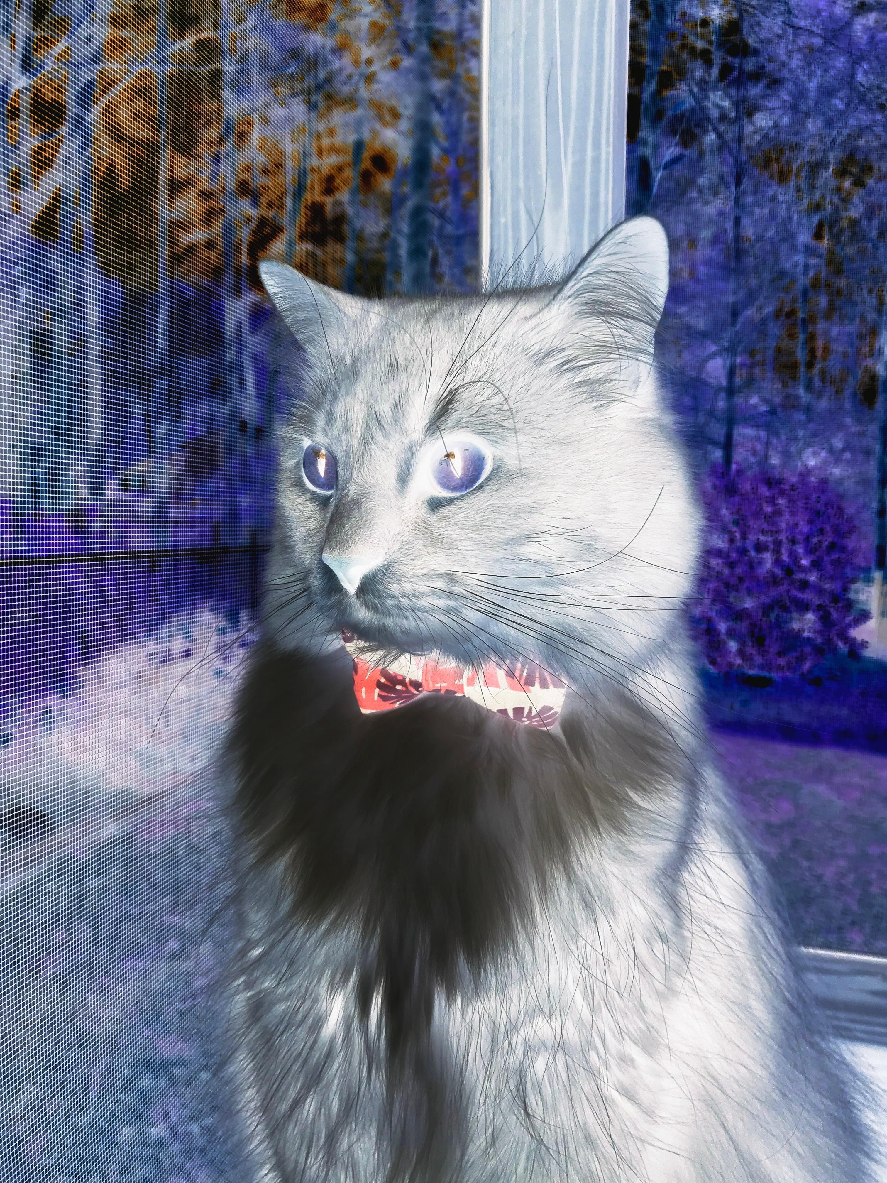 bsport-中立B蛙泳选手配速结构优化成亮点，直立蛙泳