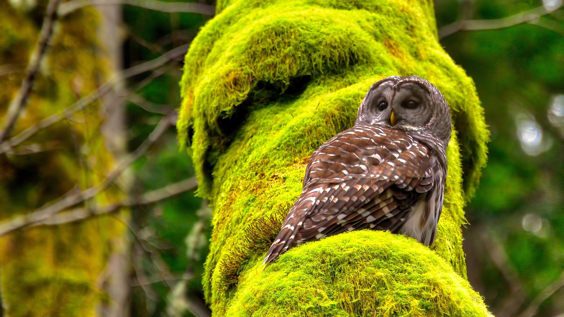五大联赛是否正在建立多点得分结构避免单点爆破失灵,五大联赛点球