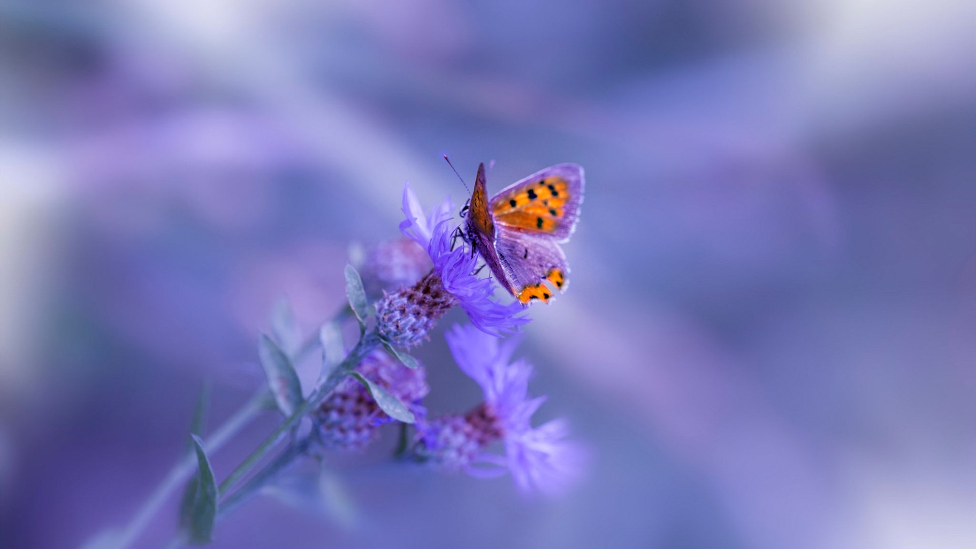 斯洛伐克女篮在欧洲锦标赛中奋力拼搏，冲击奖牌，斯洛伐克晋级欧洲杯之路