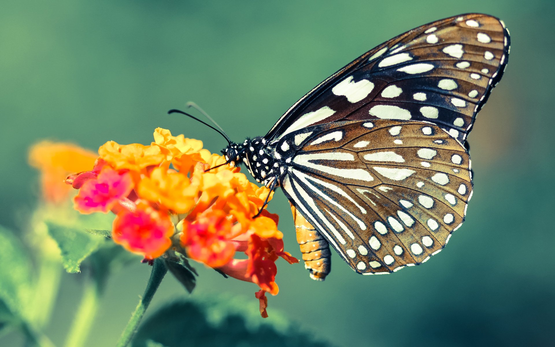 校园足球导入高频训练课程提升学生运动水平,足球如何走进学校课堂