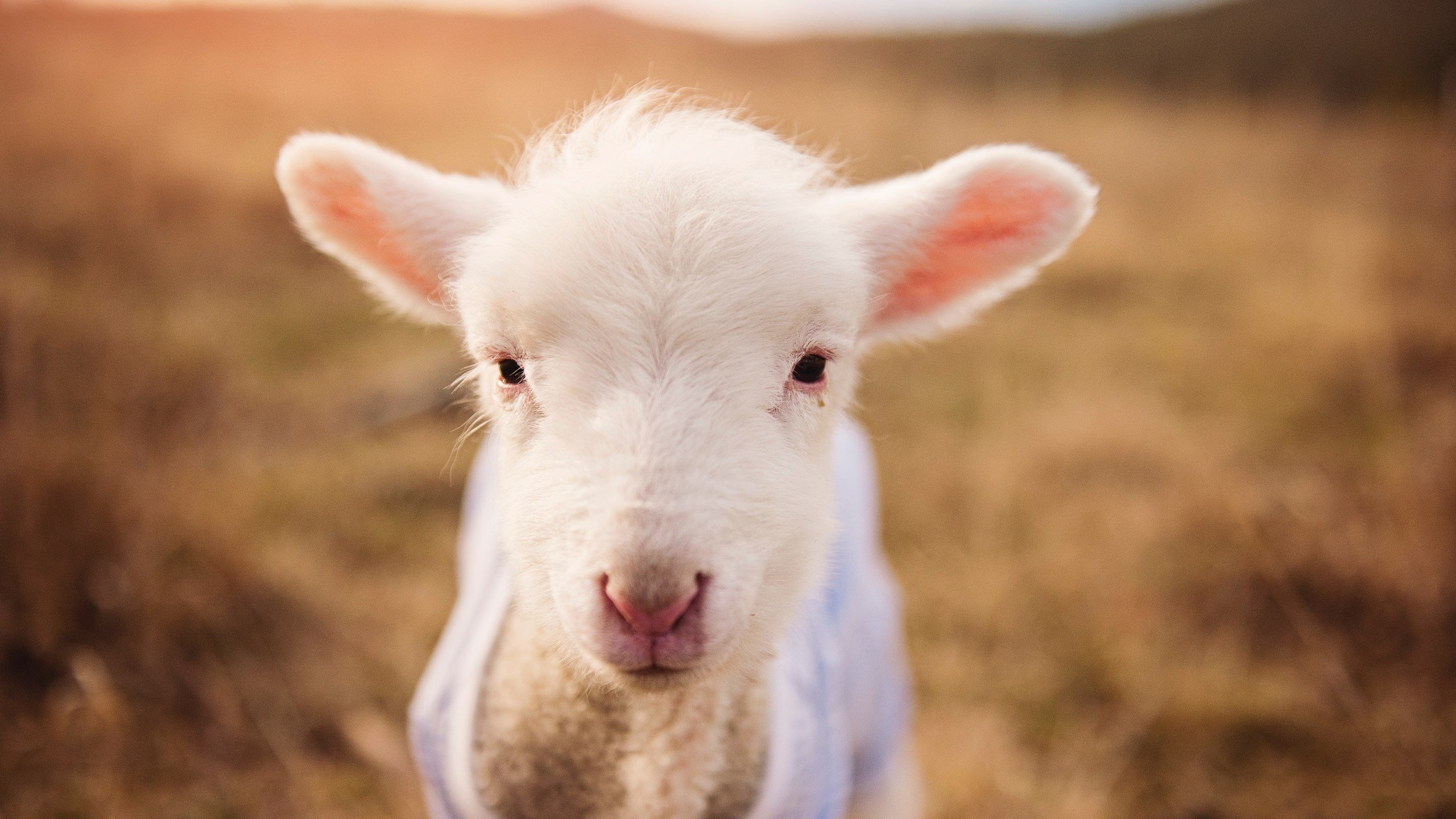 美洲杯精彩纷呈：明星盛放，风采动人！，美洲杯有哪些明星