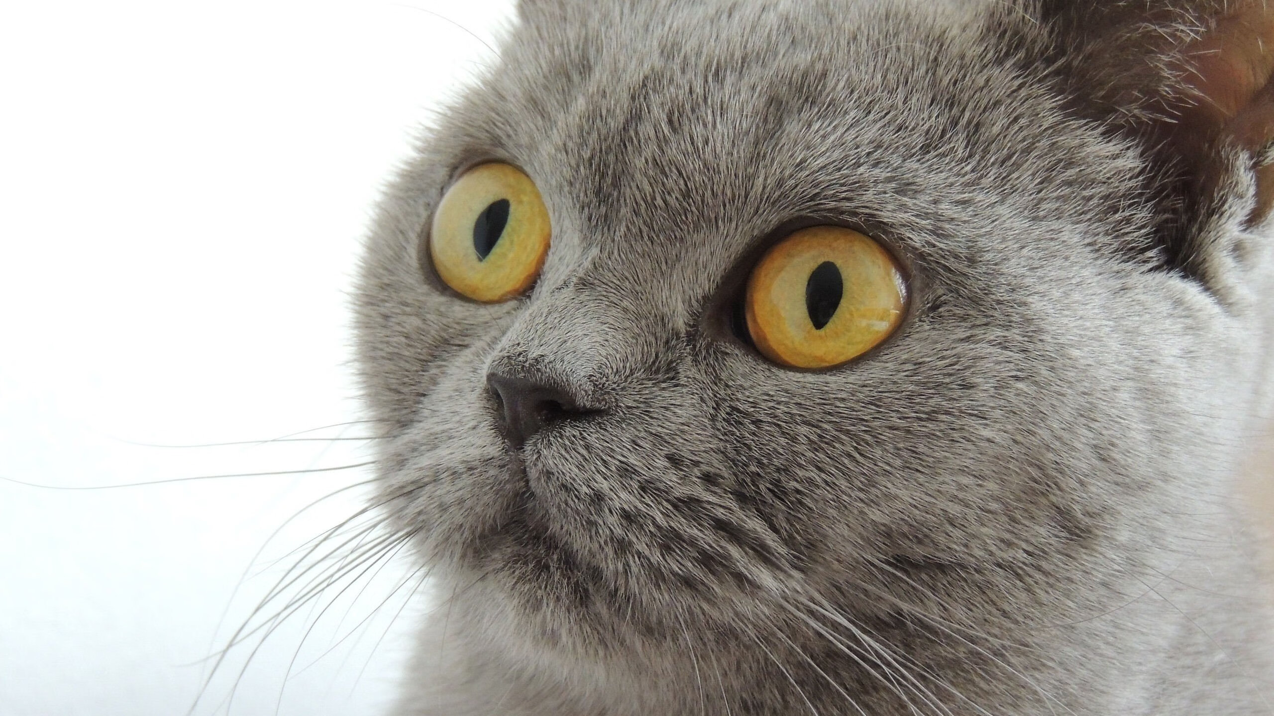 莫伊:全黑队的“防线守护神”,他在scrum中的表现堪称完美