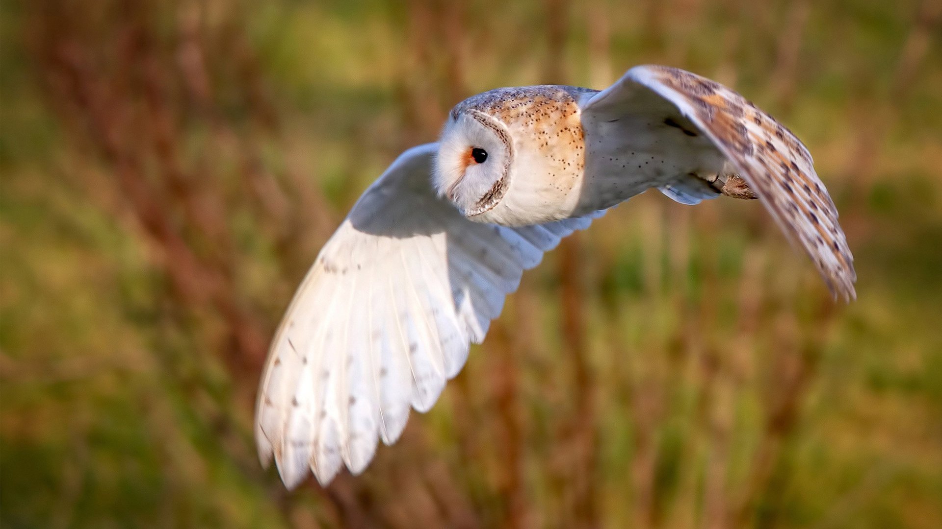 青少年足球发展规划全面深化，政策支持不断增强，青少年足球训练计划制定